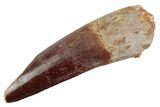 Fossil Spinosaurus Tooth - Real Dinosaur Tooth #367973-1